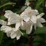 Deutzia gracilis
