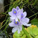 Eichhornia crassipes