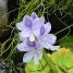 Eichhornia crassipes
