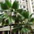 Pritchardia pacifica