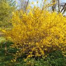 Forsythia x intermedia