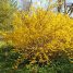Forsythia x intermedia