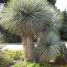 Yucca rostrata