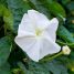Ipomoea alba