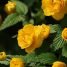 Kerria japonica