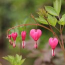 Dicentra spectabilis