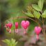 Dicentra spectabilis