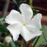 Tabernaemontana divaricata