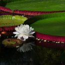 Victoria amazonica