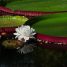 Victoria amazonica