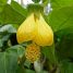 Abutilon darwinii