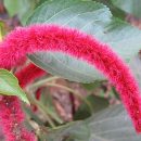 Acalypha hispida