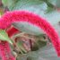 Acalypha hispida