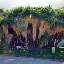 Yucca elephantipes