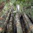 Dendrocalamus giganteus