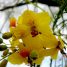Parkinsonia aculeata