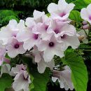 Ipomoea carnea