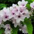 Ipomoea carnea