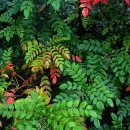 Mahonia japonica