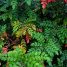 Mahonia japonica