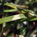 Miscanthus sinensis “Zebrinus”