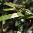 Miscanthus sinensis “Zebrinus”