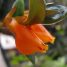 Nematanthus gregarius