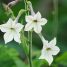 Nicotiana alata