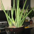 Sansevieria cylindrica
