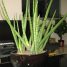 Sansevieria cylindrica