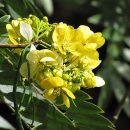 Senna spectabilis