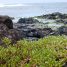 Sesuvium portulacastrum
