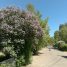 Syringa vulgaris