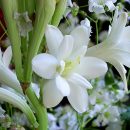 Polianthes tuberosa