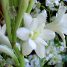Polianthes tuberosa