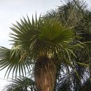 Coccothrinax crinita