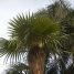 Coccothrinax crinita