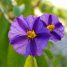 Lycianthes rantonnetii