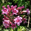 Arrabidaea candicans