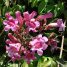 Arrabidaea candicans
