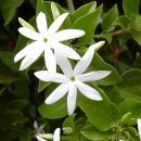 Jasminum multiflorum