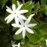 Jasminum multiflorum