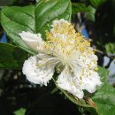 Campomanesia guazumifolia