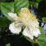 Campomanesia guazumifolia