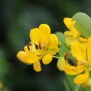 Senna bicapsularis