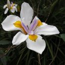 Dietes iridioides