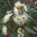 Eucalyptus camaldulensis