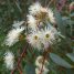 Eucalyptus camaldulensis