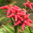 Pedilanthus tithymaloides