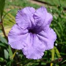 Ruellia coerulea